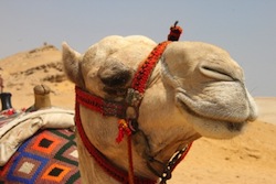 camel-smiling250